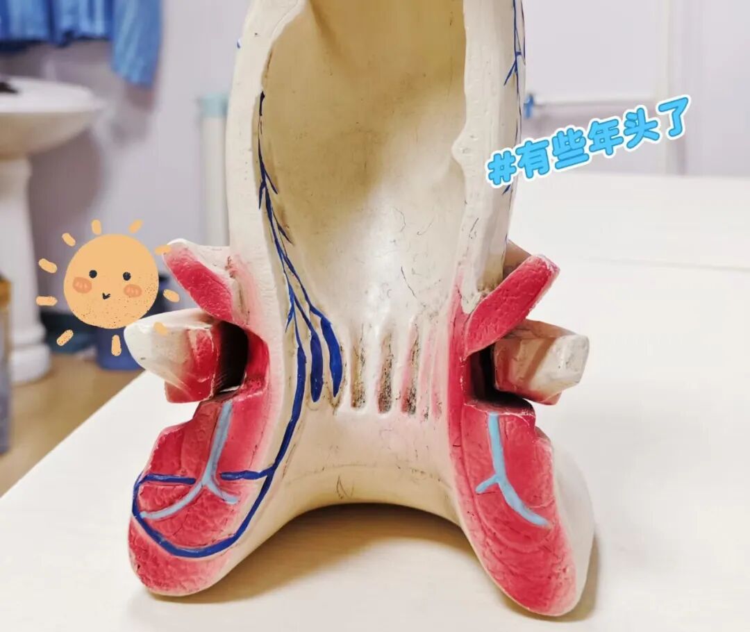 640肛门内部解剖图.jpg
